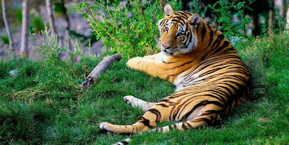Ringba-Roba Wildlife Sanctuary